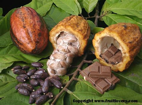  Cacao - En Utbredd Industriell Smör och Fett Källa För Choklad och Kosmetika!